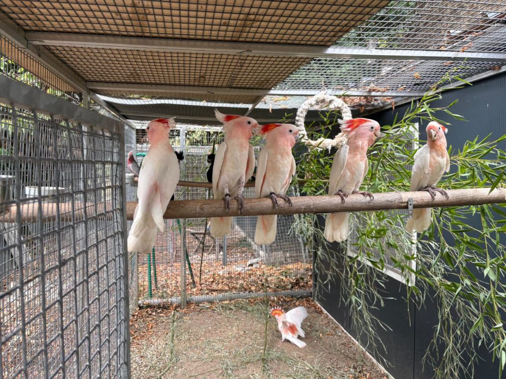 Cacatoès de Leadbeater