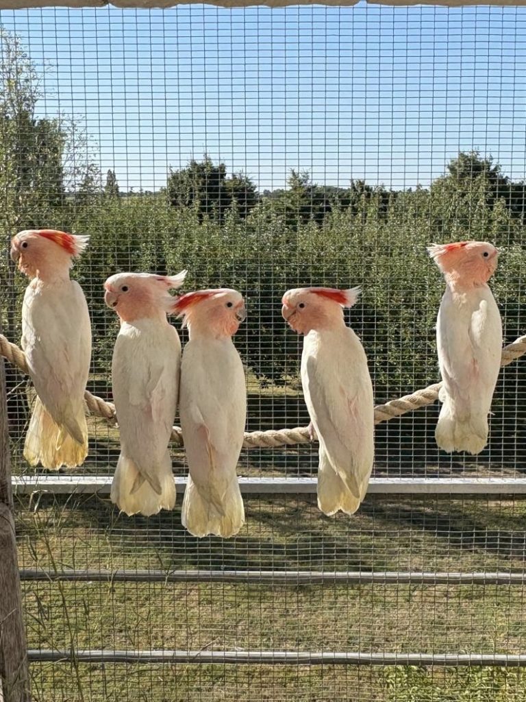 Cacatoès de Leadbeater