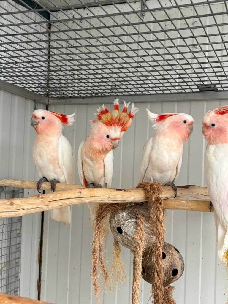 Cacatoès de Leadbeater