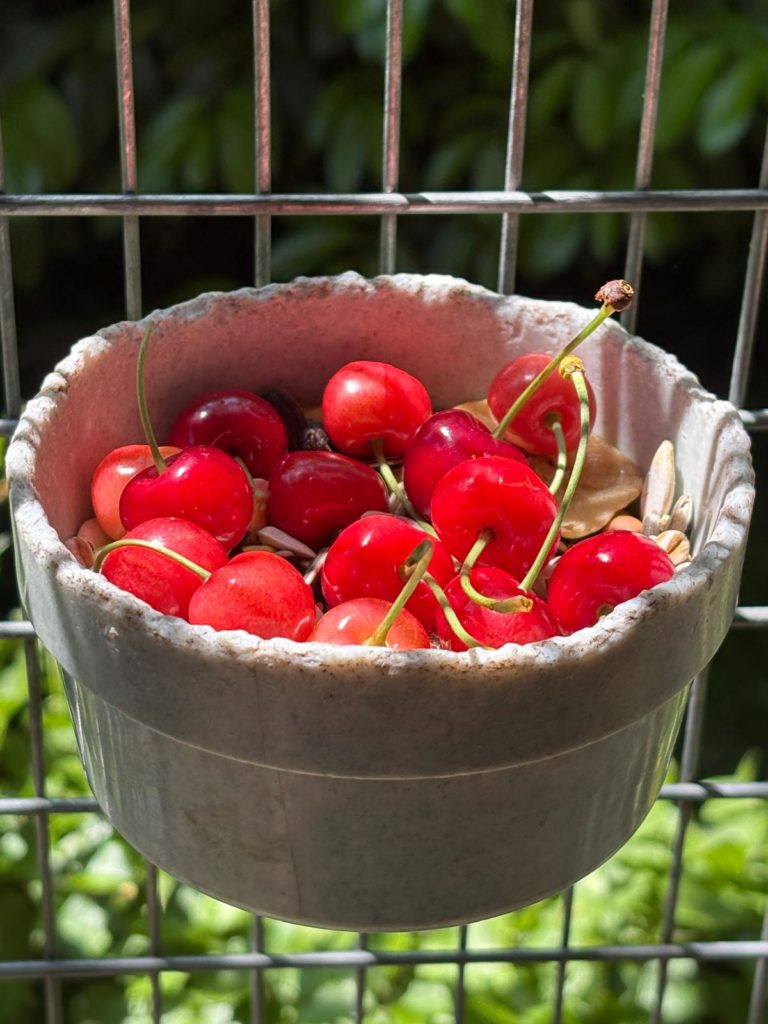 Cerises